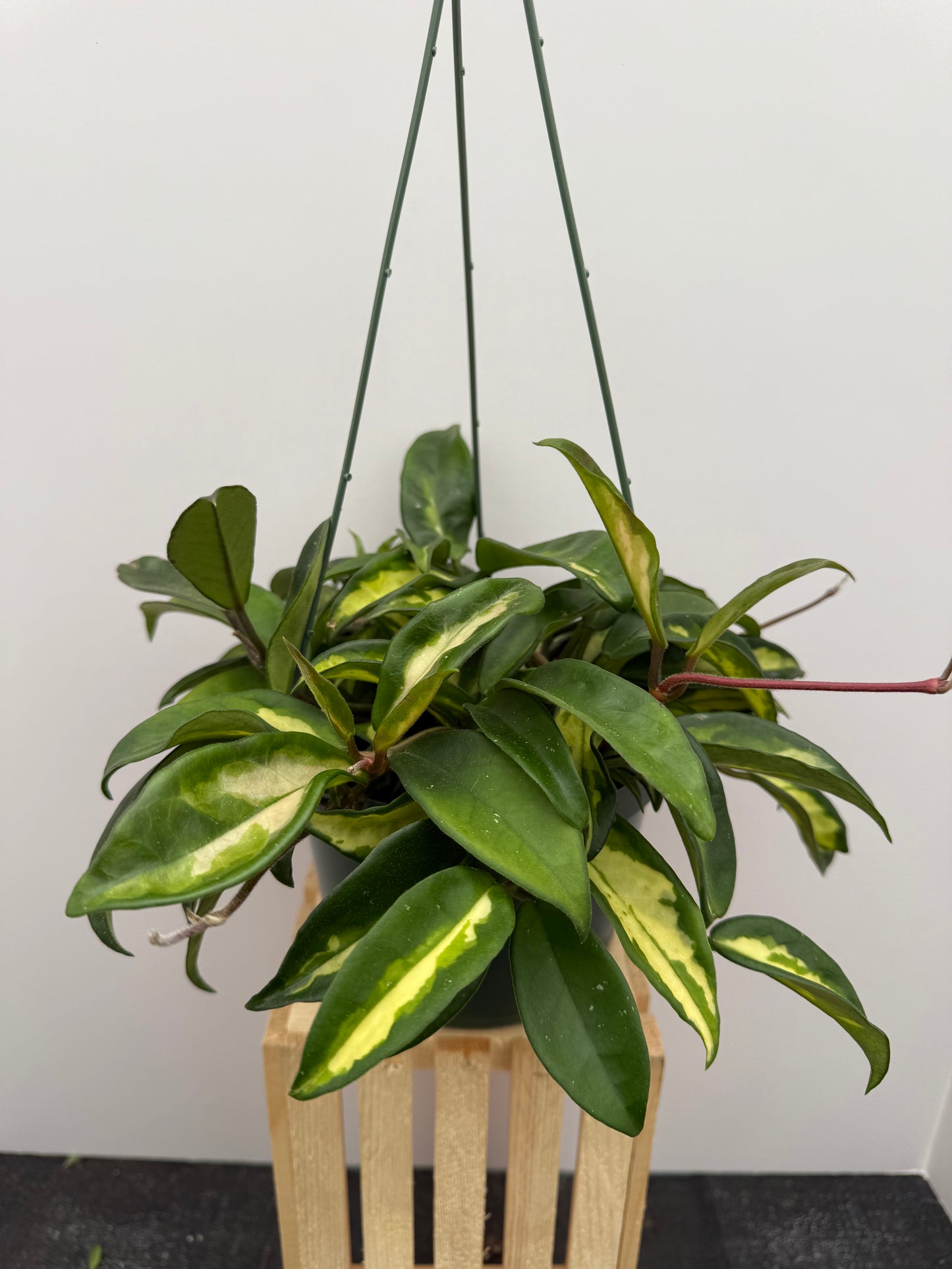 Hoya Carnosa Krimson Princess 6” Pot