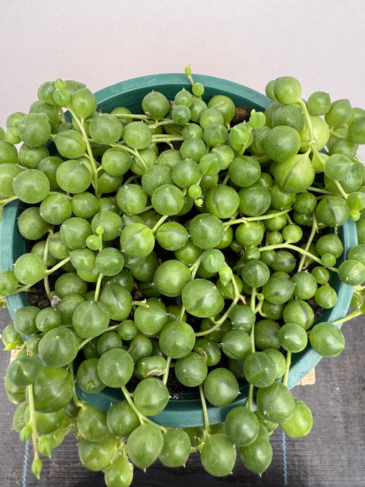 String of Pearls