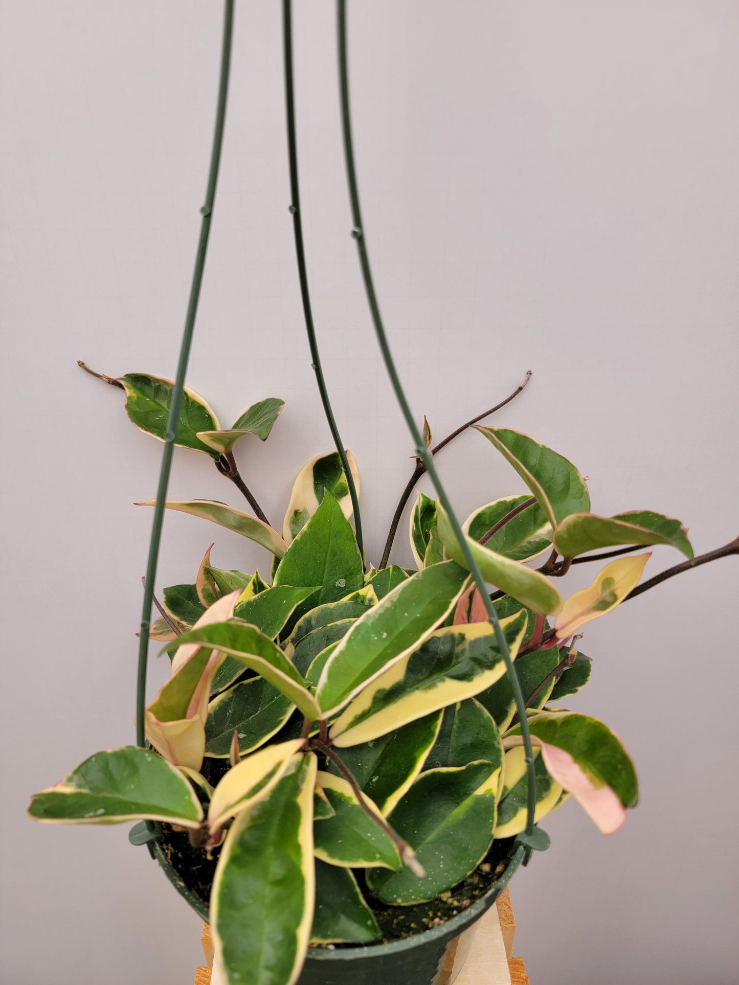Hoya Carnosa Krimson Queen