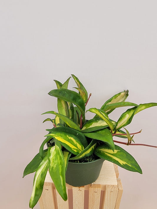 Hoya Carnosa Krimson Princess