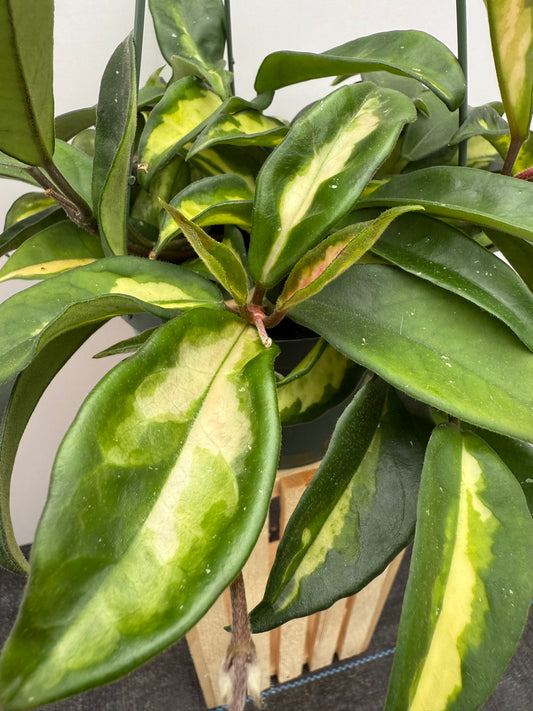 Hoya Carnosa Krimson Princess 6” Pot