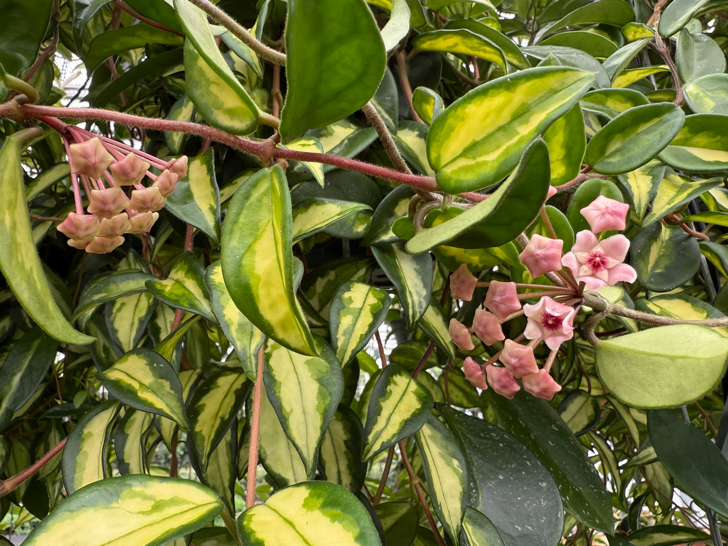 Hoya Carnosa Krimson Princess