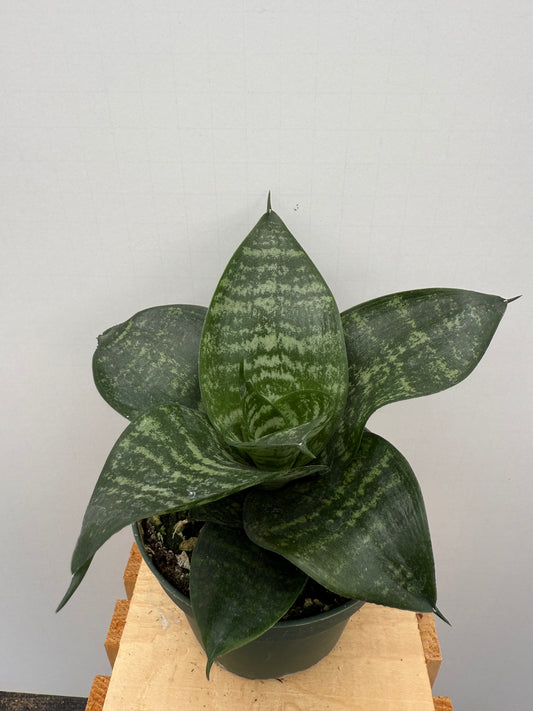 Sansevieria Hahnii
