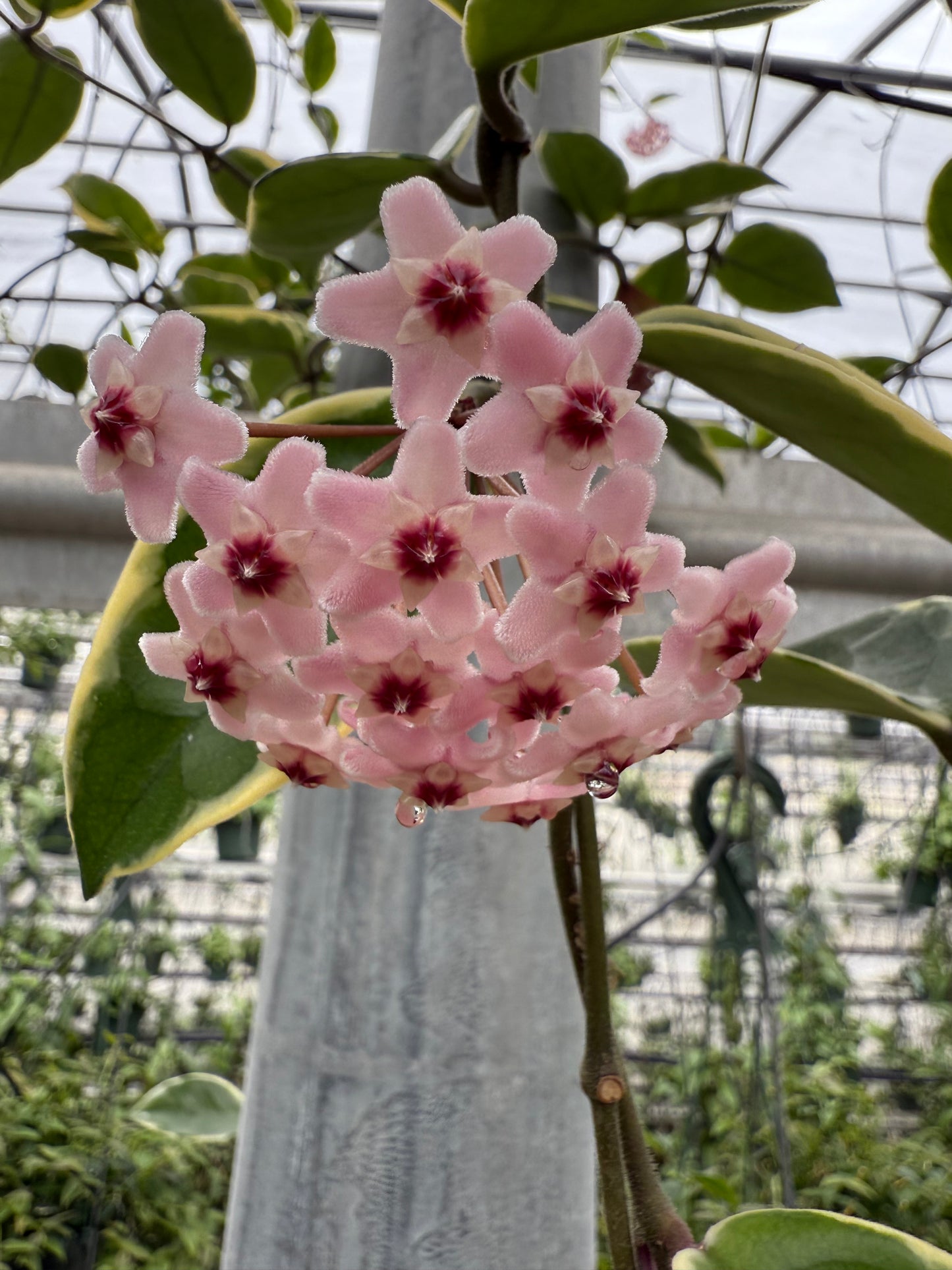 Hoya Carnosa Krimson Queen