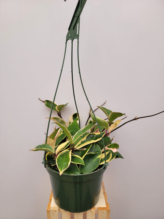 Hoya Carnosa Krimson Queen