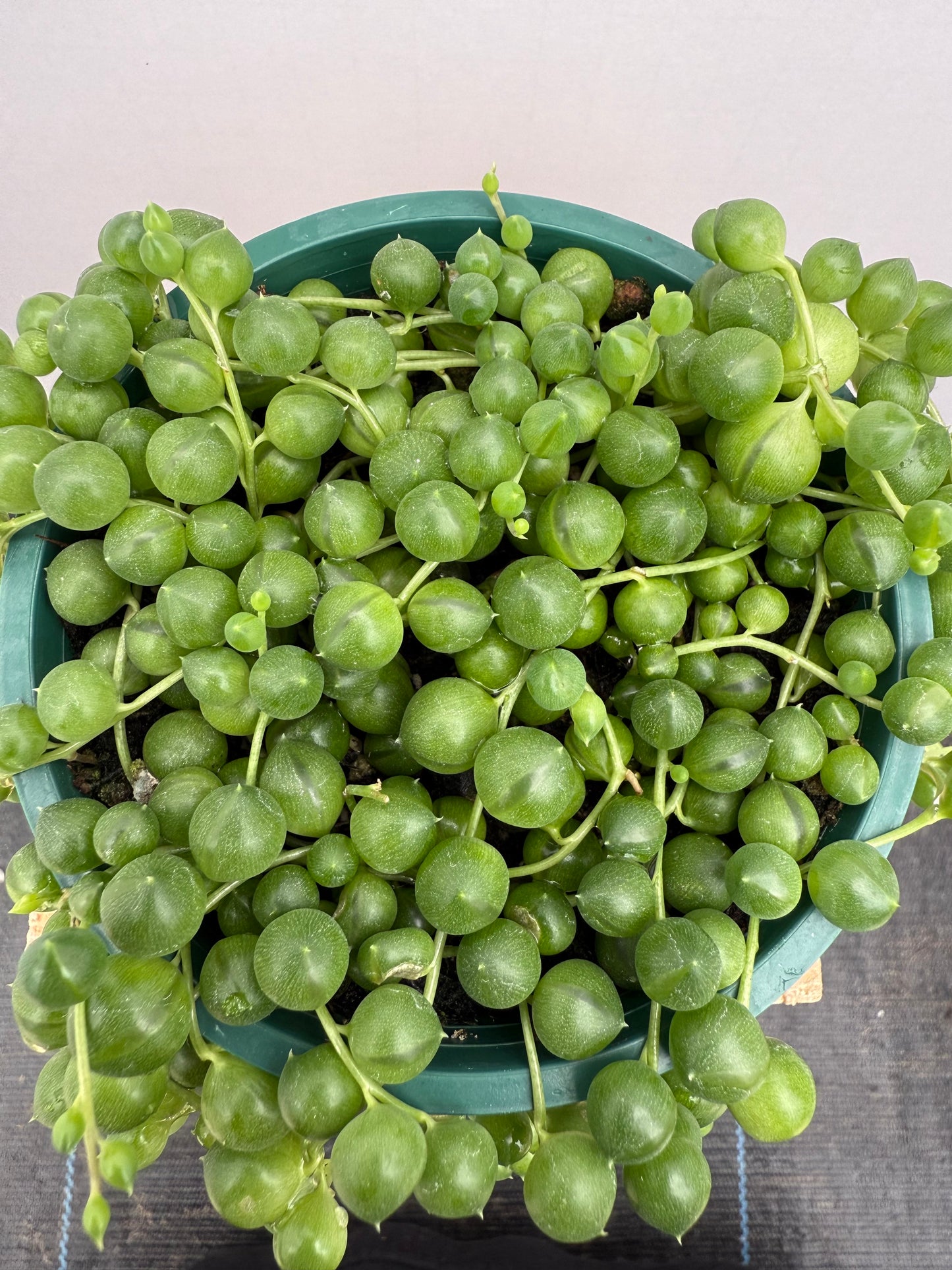 String of Pearls