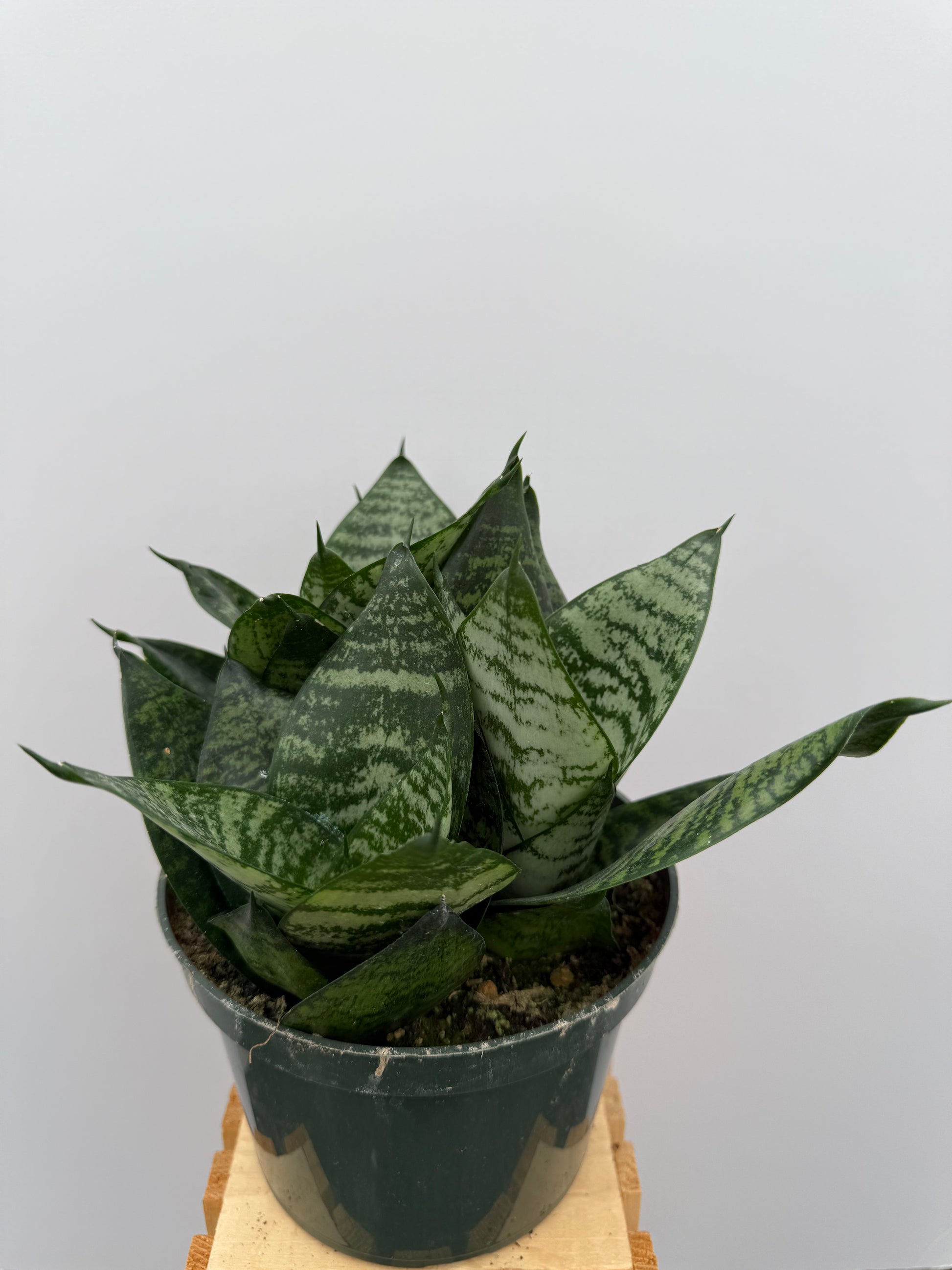 snake plant hahnii Sansevieria Hahnii – Rock N Leaf