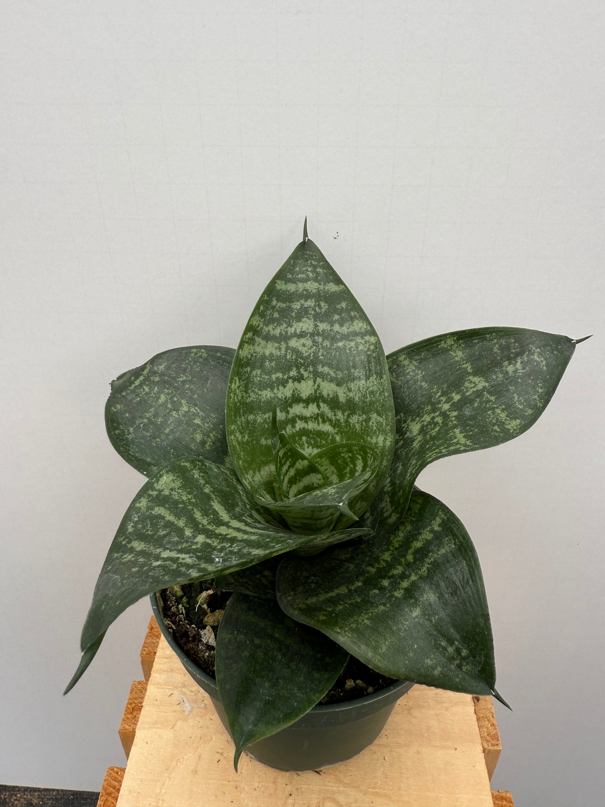 sansevieria trifasciata hahnii green Sansevieria Hahnii – Rock N Leaf