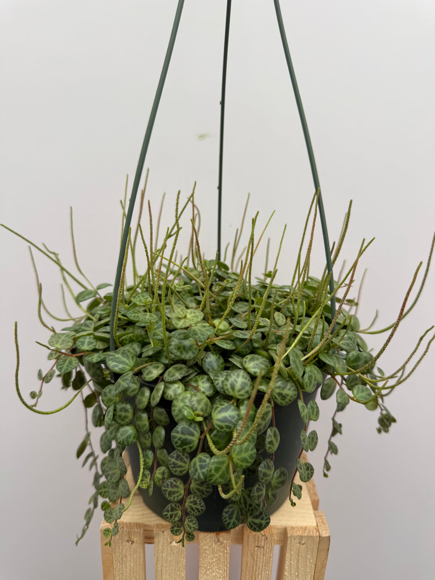 Peperomia String of Turtle 6in Pot
