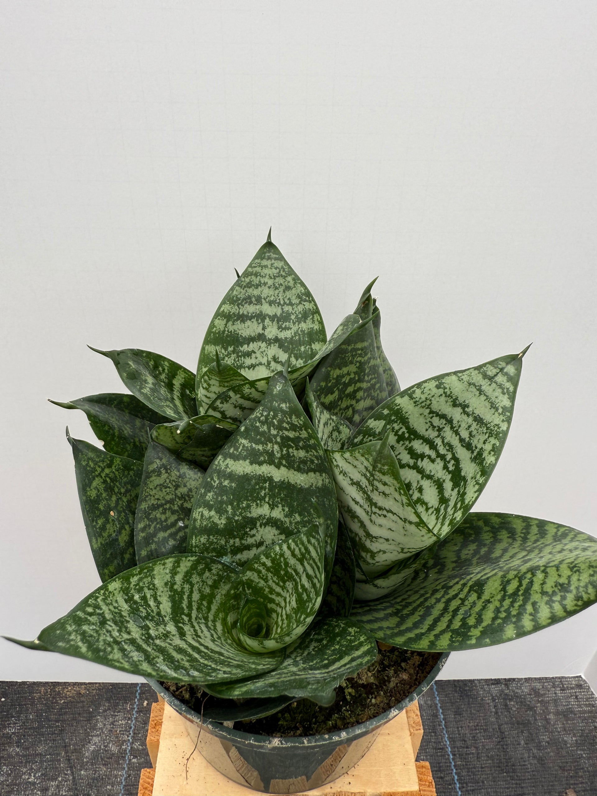 Sansevieria Hahnii – Rock N Leaf